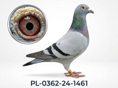 PL-0362-24-1461 - samica