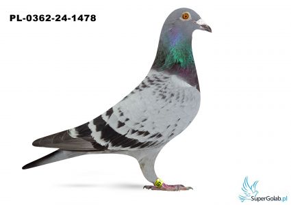 PL-0362-24-1478 - Artur Frąckowiak