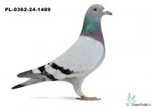 PL-0362-24-1489 - 16 gołąb z Finału Gifhorn - 535 km Artur Frąckowiak