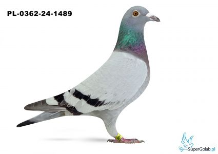 PL-0362-24-1489 - 16 gołąb z Finału Gifhorn - 535 km Artur Frąckowiak