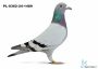 PL-0362-24-1489 - 16 gołąb z Finału Gifhorn - 535 km Artur Frąckowiak