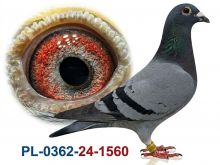 PL-0362-24-1560 - samica