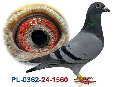 PL-0362-24-1560 - samica