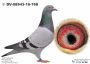 PL-0362-24-1578 Wnuczka Inbred na Super Ciemny 241