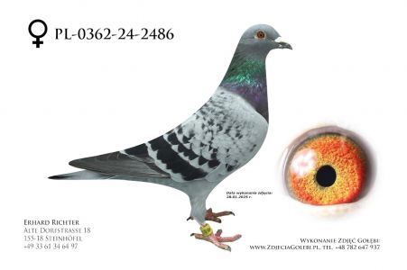 PL-0362-24-2486 - P Veenstra - linia Asów ze wspólnych gołebników x  x wnuczka Thomas 6.