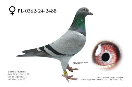 PL-0362-24-2488 - D vd Bulck - syn Super Kittel x inbred na brata Goede Rode.