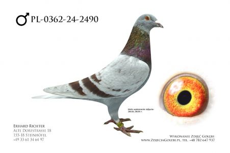 PL-0362-24-2490 - H Will x Centrum Hodowlane Europa - wnuk super pary 864x217 x linia super lotników.