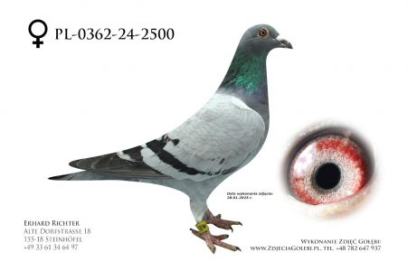 PL-0362-24-2500 - D vd Bulck - syn Super Kittel x inbred na brata Goede Rode.