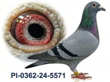 PL-0362-24-5571 - samica