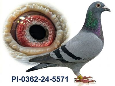 PL-0362-24-5571 - samica