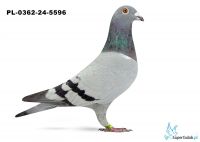 PL-0362-24-5596  Romek Team                                                                