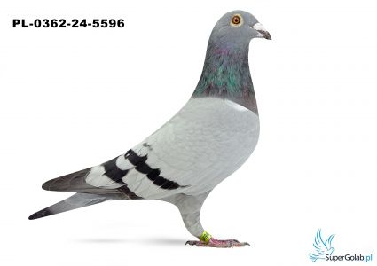 PL-0362-24-5596  Romek Team                                                                