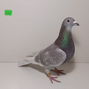 PL-0362-24-7285 Wnuczek 806 Karol Paszek 