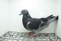 PL-0362-25-10988 Syn Super Ciemny 241 x Linia Stichelbaut