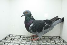 PL-0362-25-10988 Syn Super Ciemny 241 x Linia Stichelbaut