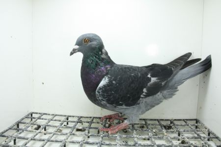 PL-0362-25-10988 Syn Super Ciemny 241 x Linia Stichelbaut