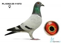 PL-0362-25-11072  Artur Frąckowiak