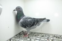 PL-0362-25-11178 Pełne rodzeństwo 47e z Finału OLR Derby Zagreb