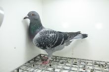 PL-0362-25-11178 Pełne rodzeństwo 47e z Finału OLR Derby Zagreb