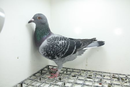 PL-0362-25-11178 Pełne rodzeństwo 47e z Finału OLR Derby Zagreb