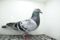 PL-0362-25-11185 Inbred Romario x Matka 5 Finał OLR Giewont 2024 r.