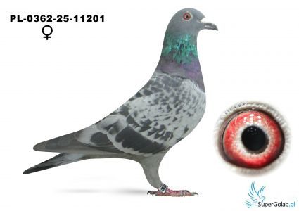 PL-0362-25-11201 - 7 As WG - Agnieszka Frackowiak