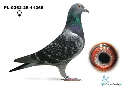 PL-0362-25-11266 - 10 gołąb z finału - Frąckowiak Artur