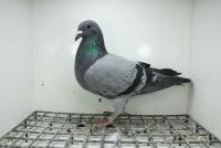 PL-0362-25-11326 Syn Super Ciemny x Stichelbaut