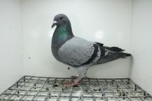 PL-0362-25-11326 Syn Super Ciemny x Stichelbaut