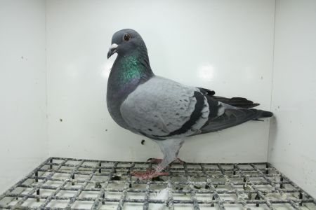 PL-0362-25-11326 Syn Super Ciemny x Stichelbaut