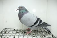 PL-0362-25-11335 Wnuk Super Ciemny 241x Kuzynka Super Ciemny 241