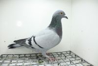 PL-0362-25-11347 Inbred Linia Wittenbuik 1432 x 474 !!!