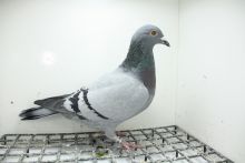 PL-0362-25-11347 Inbred Linia Wittenbuik 1432 x 474 !!!