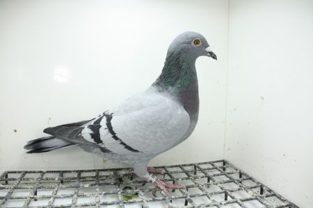 PL-0362-25-11347 Inbred Linia Wittenbuik 1432 x 474 !!!