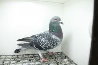 PL-0362-25-11370 Linia Marcel Wouters  Pełne rodzeństwo 21e Finał WG Supergolab