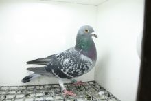 PL-0362-25-11370 Linia Marcel Wouters  Pełne rodzeństwo 21e Finał WG Supergolab