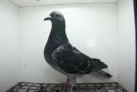 PL-0362-25-11373  Marcus Sollner x Córka Super Ciemny 241  Top na WG !!!