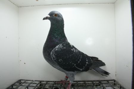 PL-0362-25-11373  Marcus Sollner x Córka Super Ciemny 241  Top na WG !!!