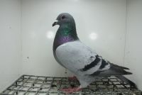 PL-0362-25-11375 Syn Złotej Medalistki x Córka Super Ciemny  241 Top na WG