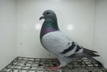 PL-0362-25-11375 Syn Złotej Medalistki x Córka Super Ciemny  241 Top na WG