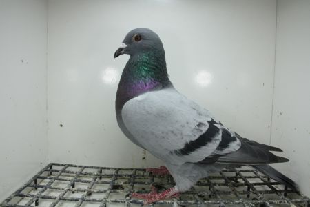 PL-0362-25-11375 Syn Złotej Medalistki x Córka Super Ciemny  241 Top na WG