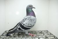 PL-0362-25-11377 Syn Brązowej Medalistki x Córka Super Ciemny 241