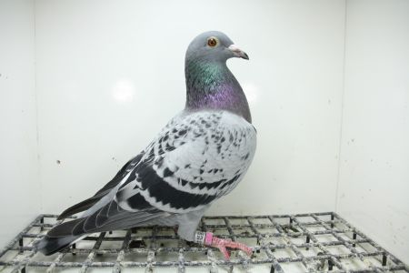 PL-0362-25-11377 Syn Brązowej Medalistki x Córka Super Ciemny 241