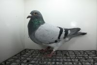 PL-0362-25-11386 Marcel Wouters x Super Ciemny 241