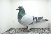 PL-0362-25-11392 Syn Złotej Medalistki x Jelle Jellema !!!