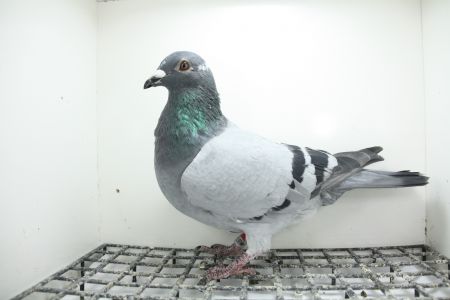 PL-0362-25-11392 Syn Złotej Medalistki x Jelle Jellema !!!