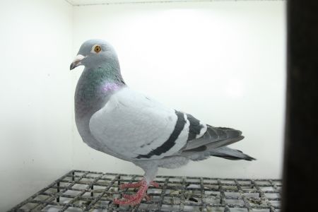 PL-0362-25-11413 Córka 23  Asa OLR Krakus 2024 r, oraz gołębia z 2 Druzyny OLR Krakus 2024 r.