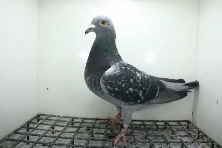 PL-0362-25-11418 Linia Lotników na Wspólne Gołębniki . !!!!