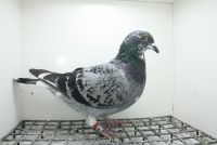 PL-0362-25-11420  Półrodzeństwo 2 Asa Kat A Mlode , 3 As Kat. F , 10 Finał Wg Supergolab !!!