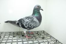 PL-0362-25-11423 Linia Super Ciemny 241 x Pełna Siostra Super Ciemny 241